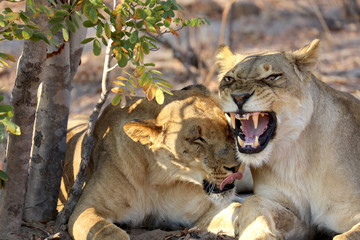 Naklejka na ściany i meble Angry lion in Africa