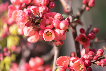 Chaenomeles speciosa, commonly called flowering quince.	