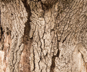 Bark of an old tree