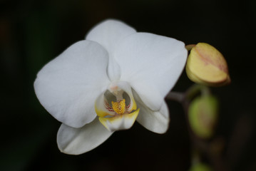 Fototapeta na wymiar orquídea blanca