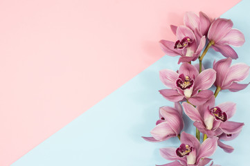 luxurious Pink branch of Cymbidium Orchid on a pink and blue background. postcard