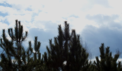 Christmas tree crowns on a cloudy sky background