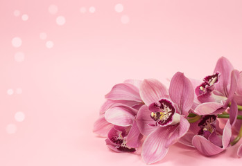 luxurious Pink branch of Cymbidium Orchid on a pink background. postcard