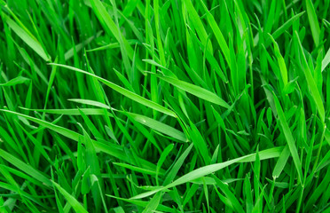 Glade with a dense juicy green grass
