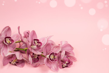 luxurious Pink branch of Cymbidium Orchid on a pink background. postcard