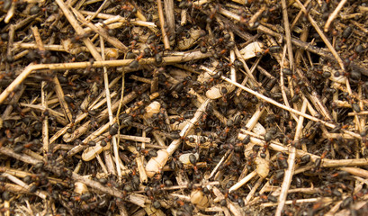 Ants crawling on a straw close-up