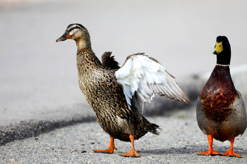 Duck walking with its wings extended