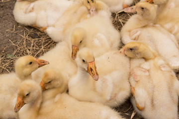 small goslings in the farm