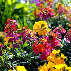 Erysimum aka Wallflower flowers outdoors. Pretty mauve flowers of Perennial wallflower plants genus Erysimum, or Cheiranthus, sometimes called Gillyflower. Bright and perfumed spring garden plants © ImageSine