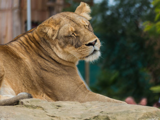 La lionne
