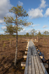 wooden bridge in the forest