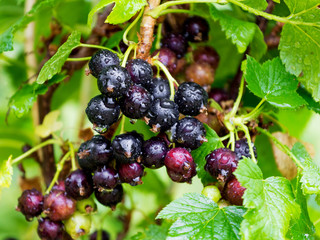 Black wet currant berries in the garden in the bushes after the rain_