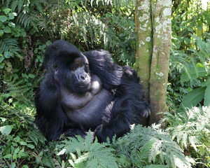 Mountain gorilla chillin' by a tree