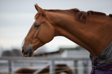 portrait of stunning chestnut budyonny gelding horse in paddock