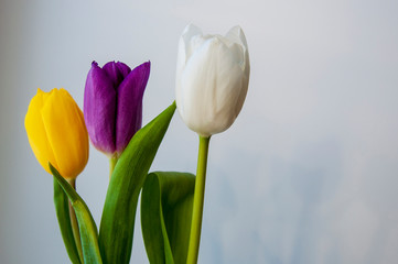 Lovely bright three flowers of tulips of white, purple and yellow color are standing on the table. Green leaves. Still life. White  background