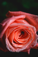 Beautiful bouquets of fresh spring flowers