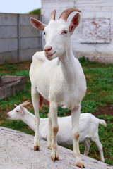 Fototapeta na wymiar Portrait of goat
