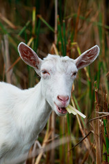 Fototapeta premium Portrait of goat