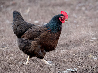 Chicken with black and brown feathers in the garden_