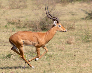 Impala running in Africa