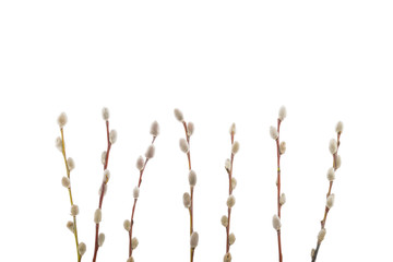 Willow twigs isolated on white background. without shadow - obrazy, fototapety, plakaty