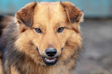 Light brown dog close up on blurred background_