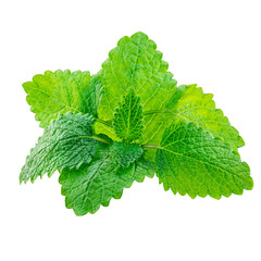 Melissa leaves or lemon balm isolated on white background. Fresh mint herb  leaf  close up.