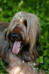 A shepherd dog, briar of 3 years old is playing in the park on the green grass in summer.