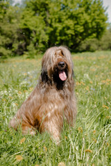 A shepherd dog, briar of 3 years old is playing in the park on the green grass in summer.