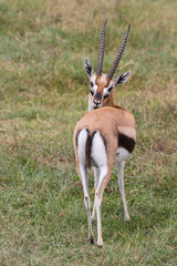 Thompsons gazelle in Africa