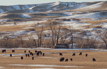 herd of cows grazing in the field