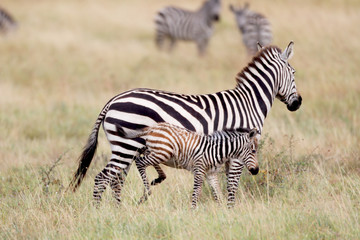 Fototapeta na wymiar Zebra and a baby!