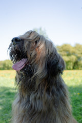 A shepherd dog, briar of 3 years old is playing in the park on the green grass in summer.
