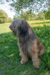 A shepherd dog, briar of 3 years old is playing in the park on the green grass in summer.