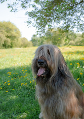 A shepherd dog, briar of 3 years old is playing in the park on the green grass in summer.