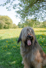 A shepherd dog, briar of 3 years old is playing in the park on the green grass in summer.