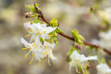 Lonicera x purpusii - Winterduft-Heckenkirsche