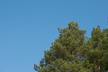 Snow covered pine trees in a forest on winter day blue sky. Copy space