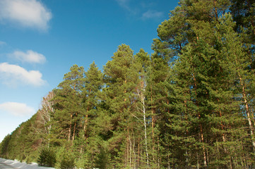 Fototapeta premium snowy street surrounded by pine trees