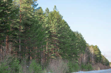 Fototapeta na wymiar snowy street surrounded by pine trees