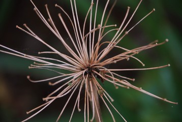  dry plant spider