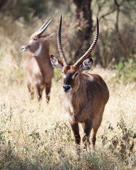 Water buck in the Serengeti