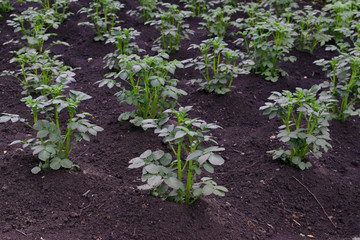 Rows of eco young potato plants in spring garden