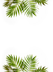 Naklejka na ściany i meble Palm leaves border isolated on white. Fresh exotic tree foliage, paradise beach, summer vacation and holiday concept