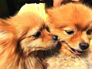 portrait of pomeranian dog