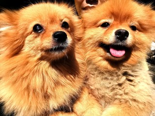 Pomeranian​