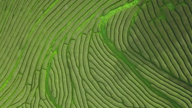 Drone aerial view of the oldest tea plantation in Europe at Gorreana farm field in Sao Miguel sland, Azores, Portugal