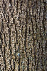 Rough texture of tree bark in natural light, vertical background