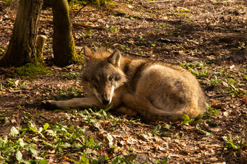 British Grey Wolf medium wildlife england outdoors predator in captivity