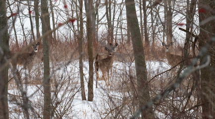 White Tailed Deer in Winter